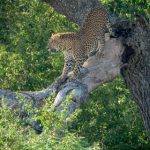 YALA SAFARI WITH US